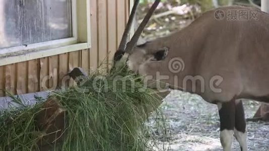 一只笼子里的山羊住在动物园里视频