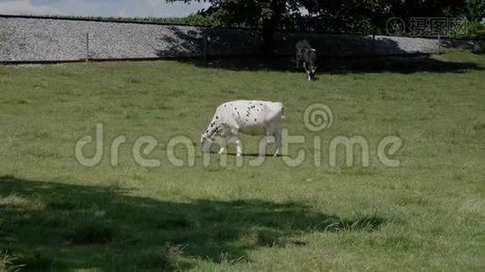 一头牛在阿米什的田野里吃草视频