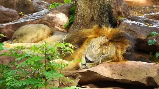雄狮休息睡觉.视频