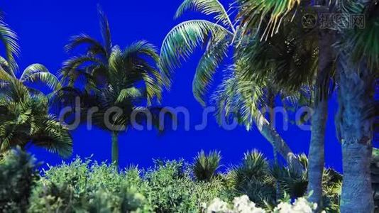 一棵棕榈树和一种热带植物在蓝色的屏幕上随风而逝的枝条。 美丽的夏天循环的背景。视频