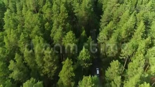 Flycam沿着隐藏在冷杉树荫下的道路行驶视频