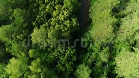 空中摄像机跟随着小货车在高大茂密的森林中沿路行驶视频