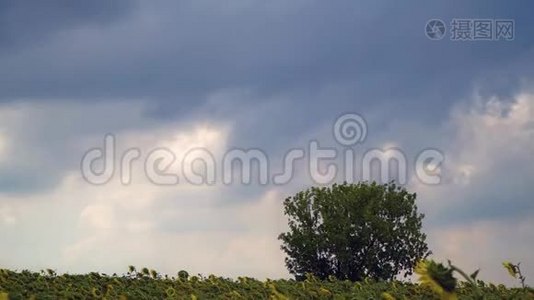 向日葵田上空黑暗天空的时间流逝视频