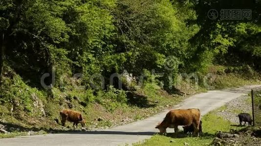 在格鲁吉亚库塔伊西的高加索山区，很少有奶牛在公路附近放牧视频
