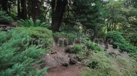 生长在山坡上的各种针叶树的日本花园，蕨类植物视频