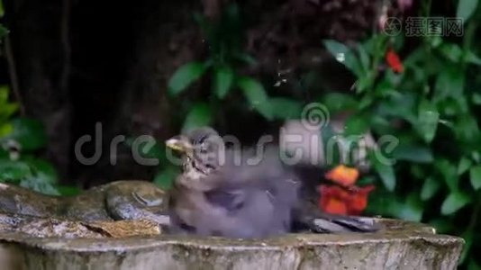 黑鸟洗澡视频