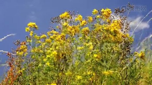 圣约翰`麦汁，有花的药用植物视频