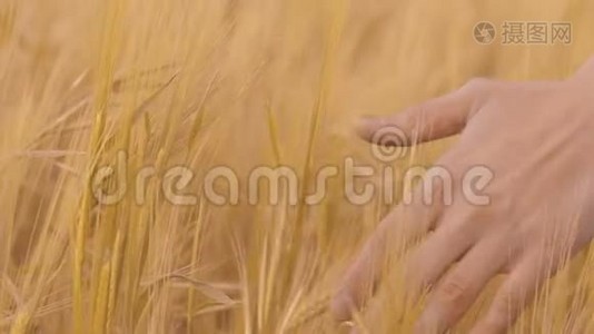 农夫用手摸着收割的玉米头，农业产业视频
