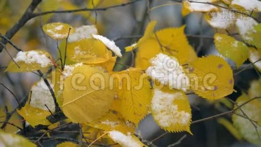 树干黄的叶子上的第一次雪。 秋天的景象视频