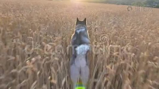 日落时分，西伯利亚哈士奇狗在草地上高高的小穗间快速奔跑，这是一只多莉的照片。 年轻的家畜慢跑视频