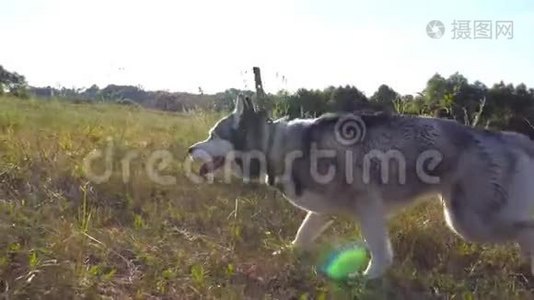 在阳光明媚的日子里，西伯利亚哈士奇狗在草地上快速奔跑。 跟随年轻可爱的宠物在夏天慢跑视频