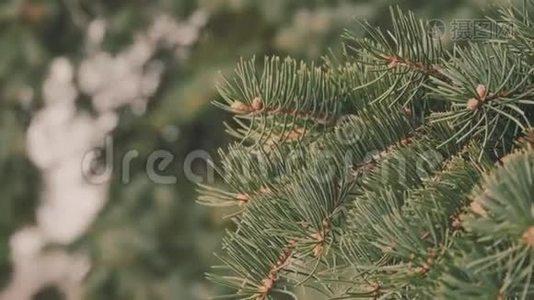 冬天松枝，雪花上一枝，云杉叶随水滴特写.. 美丽的自然景观视频