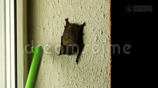 一个男人拿着一根棍子，把坐在他房子窗户上的蝙蝠赶走，特写，阁楼视频