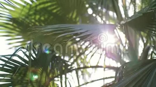 在日落时，透过棕榈树的叶子发光视频