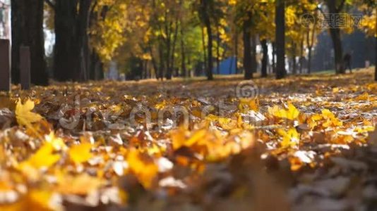 强大的SUV驾驶在公园的道路上，黄色的秋叶在阳光明媚的日子。 色彩斑斓的秋叶在后面展开视频