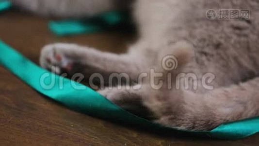 放松的灰色小猫躺在地板上摇尾巴，动物饲养，宠物视频