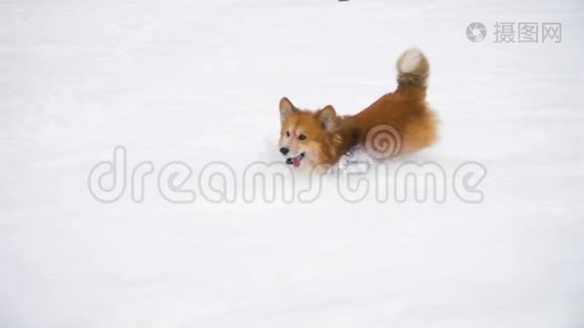 科吉毛茸茸的在深雪边奔跑视频