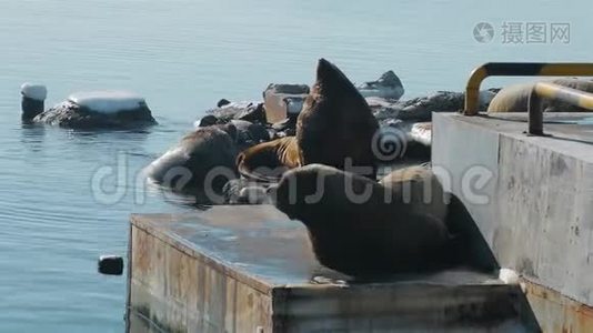 海狮躺在堪察加的海狮仓库里视频