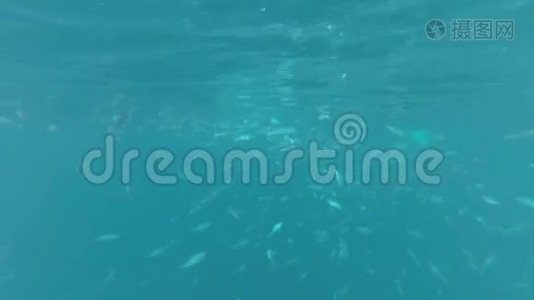 一群海鱼在水下视频