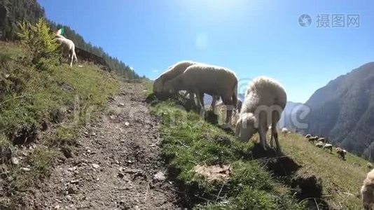 意大利阿尔卑斯山夏季山上的绵羊视频