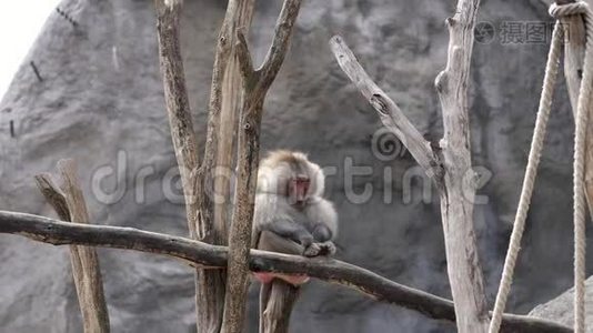 狒狒猴坐在树枝上，默默地挠着腿。 户外，夏日视频