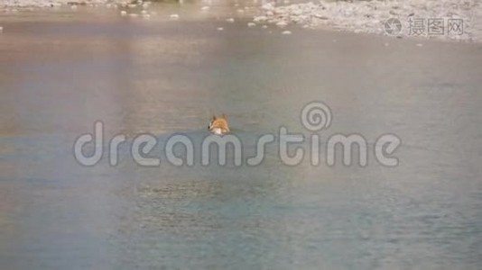 在干净的山河里给一只大狗洗澡。 天气炎热视频