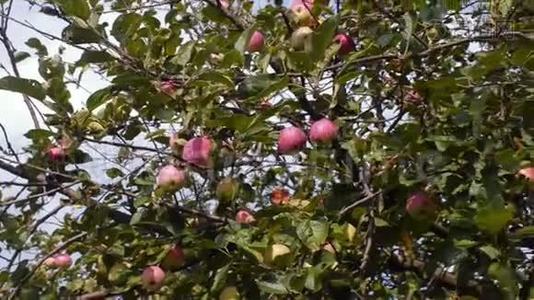 果园里有红苹果的树。 潘开枪。视频
