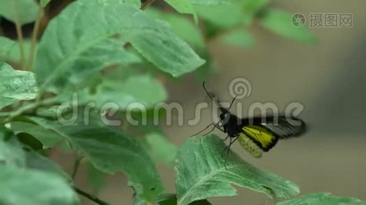 热带动物，南亚美丽的外来蝴蝶，昆虫学视频