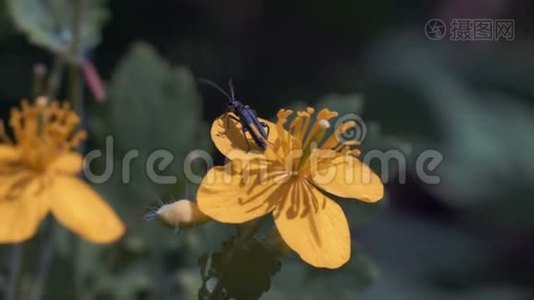 巨射，小蜜蜂在黄花上栖息然后飞向另一朵花视频