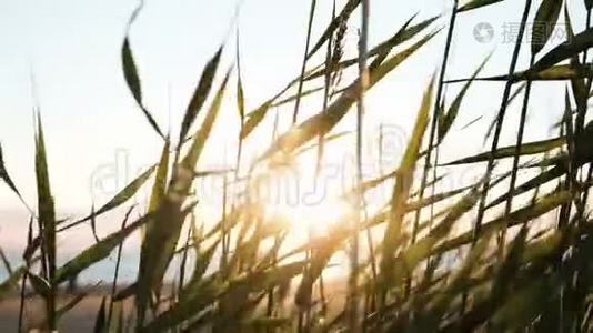 日落时，太阳的射线穿过草地. 大海特写上的草地在摇晃..视频