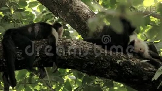 野生哥斯达黎加白色面对猴子视频
