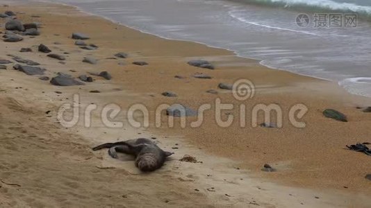 海狮在海滩上翻滚视频