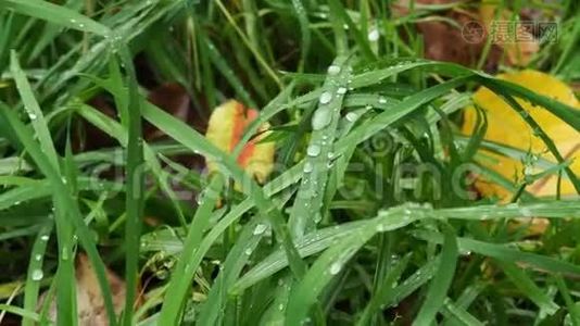 秋雨在草坪上的绿草上的雨滴视频