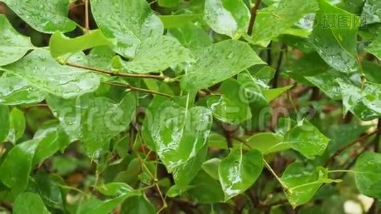 秋雨中瑟林加丛湿叶视频