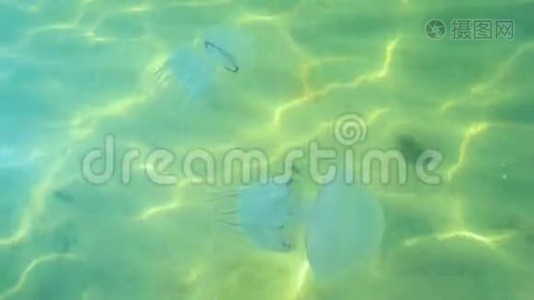 水母在水里。视频