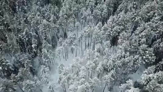 森林中的白色冬树.视频