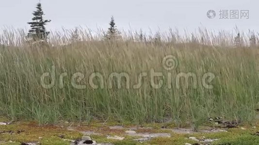 开阔的田野里高高的小草.视频