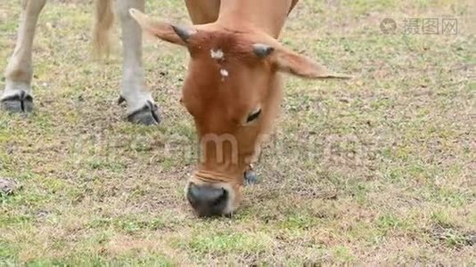 在热带农村养牛场，雌性肉牛吃树上的叶子草。 农村农业牲畜。 动物视频