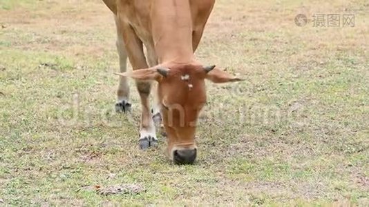 在热带农村养牛场，雌性肉牛吃树上的叶子草。 农村农业牲畜。 动物视频