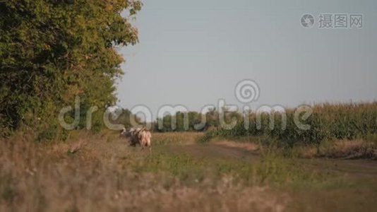 奶牛在绿色的田野上。 牛的牧场视频