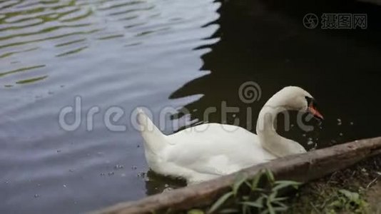 一个公园的池塘里漂浮着两只白天鹅视频