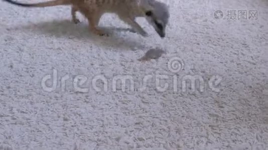 猫鼬在家里的白色地毯上吃老鼠。视频