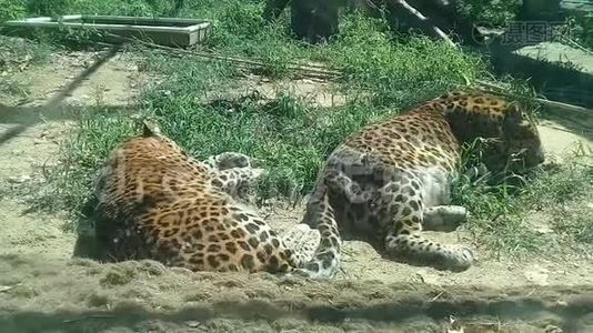 两只猎豹/老虎在地上休息视频
