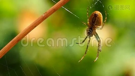 蜘蛛挂在阳光明媚的夏季森林的网络上。视频