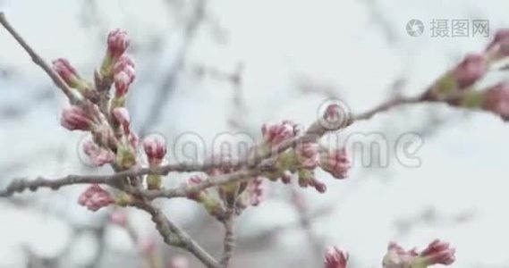 日本樱花盛开季节的红樱桃露出芽时，相机盘绕着花朵视频