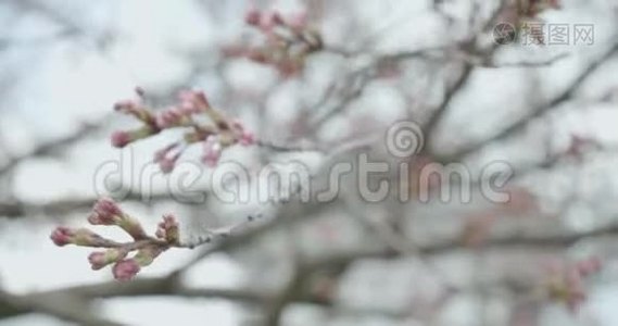 日本樱花盛开季节的红樱桃露出芽时，相机盘绕着花朵视频