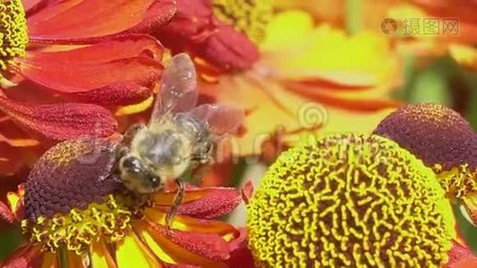 蜜蜂在绿色的背面从一朵红花中采集花蜜。 充满活力的特写镜头。视频