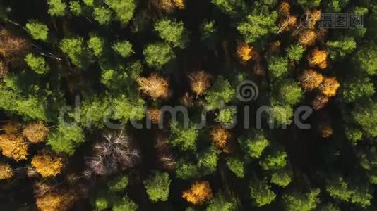 秋天西伯利亚的混合森林。视频