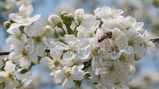 蜜蜂收集樱花上的花粉视频