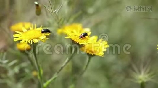 红颈甲虫在黄色地中海跳蚤野花上视频